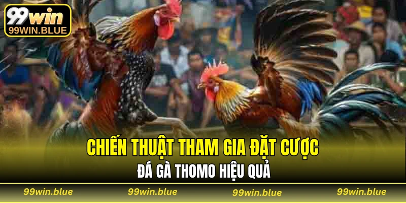 Chiến thuật tham gia đặt cược đá gà Thomo hiệu quả