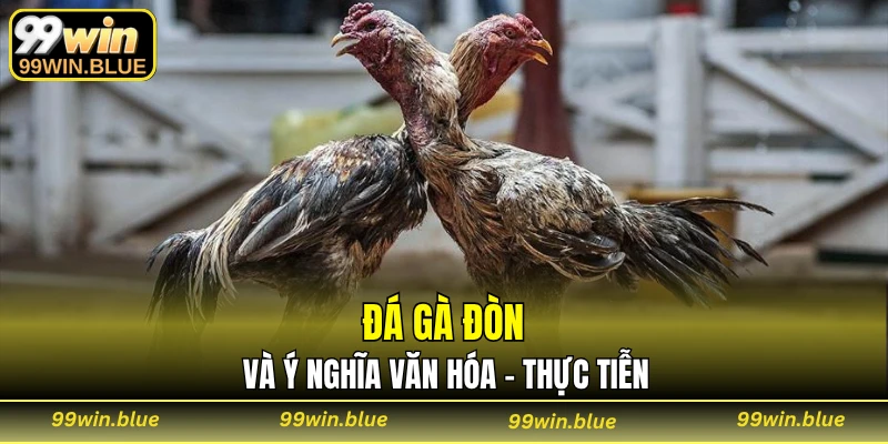 Đá gà đòn và ý nghĩa văn hóa - thực tiễn