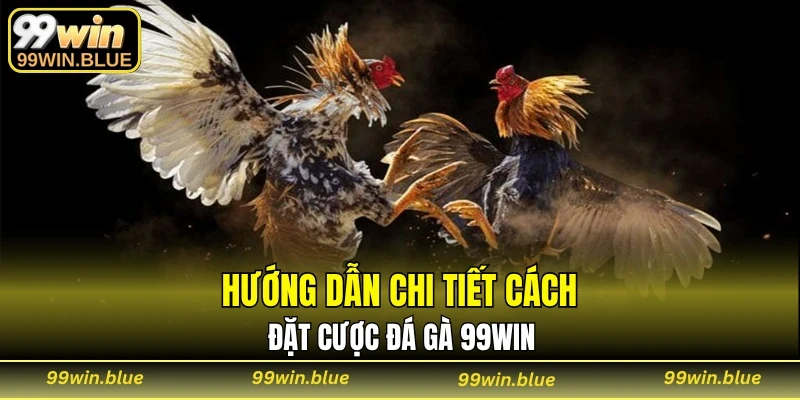 Hướng dẫn chi tiết cách đặt cược đá gà 99WIN