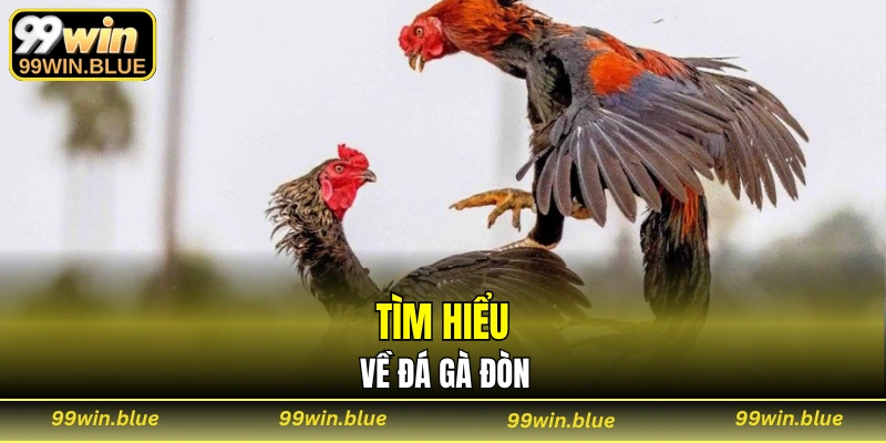 Tìm hiểu về đá gà đòn