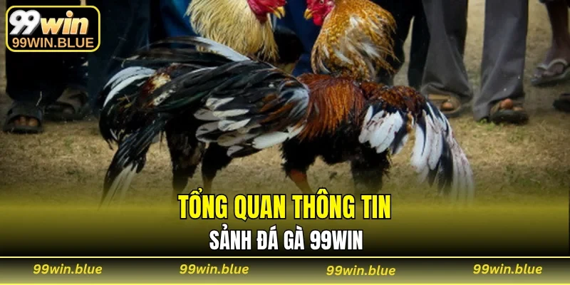 Tổng quan thông tin sảnh đá gà 99WIN