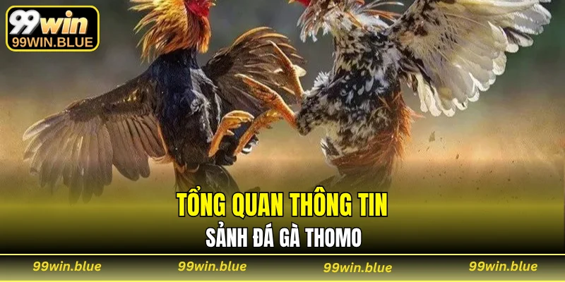 Tổng quan thông tin sảnh đá gà Thomo