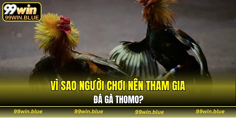 Vì sao người chơi nên tham gia đá gà Thomo?
